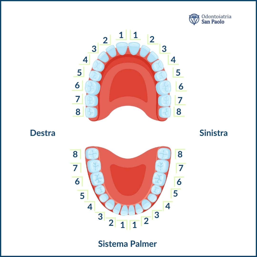 numerazione denti sistema palmer